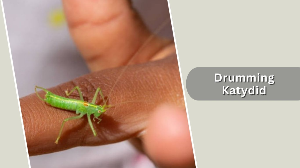 Drumming Katydid