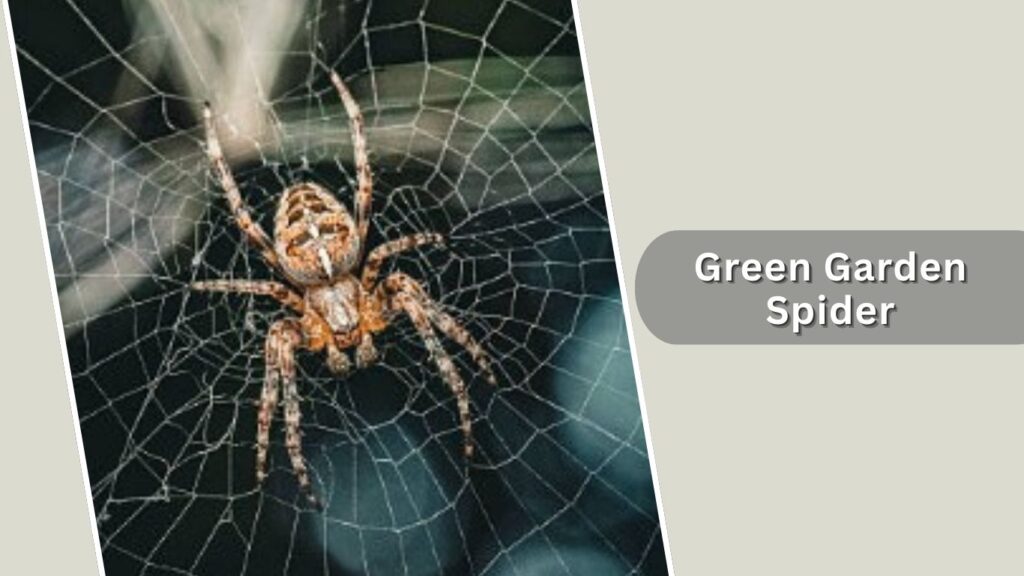 Green Garden Spider