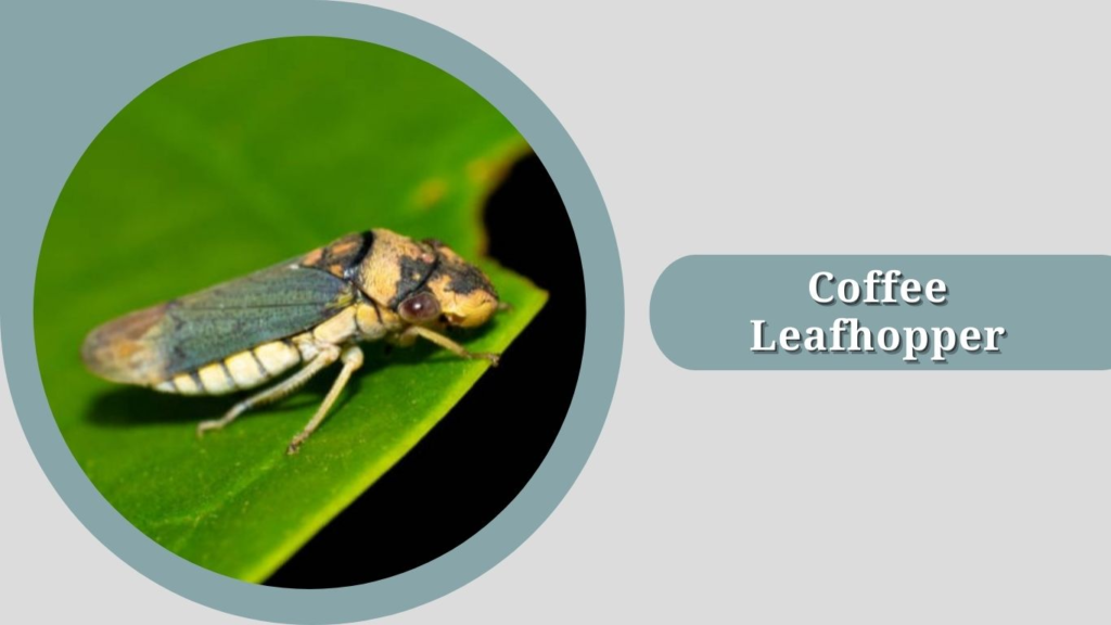 Coffee Leafhopper