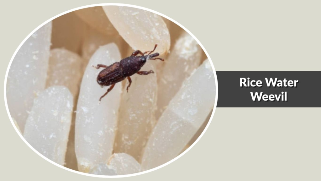 Rice Water Weevil