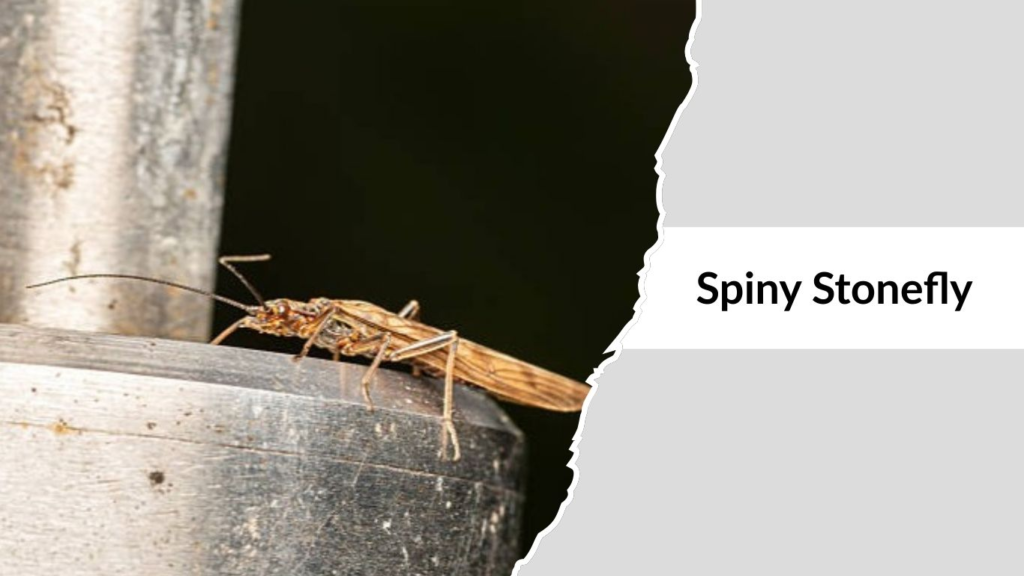 Spiny Stonefly