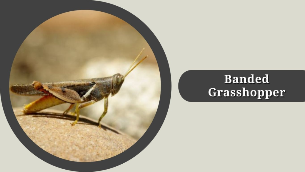 Banded Grasshopper