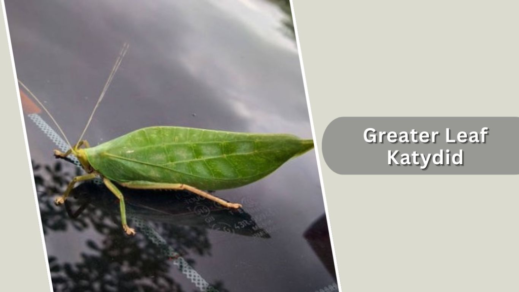 Greater Leaf Katydid