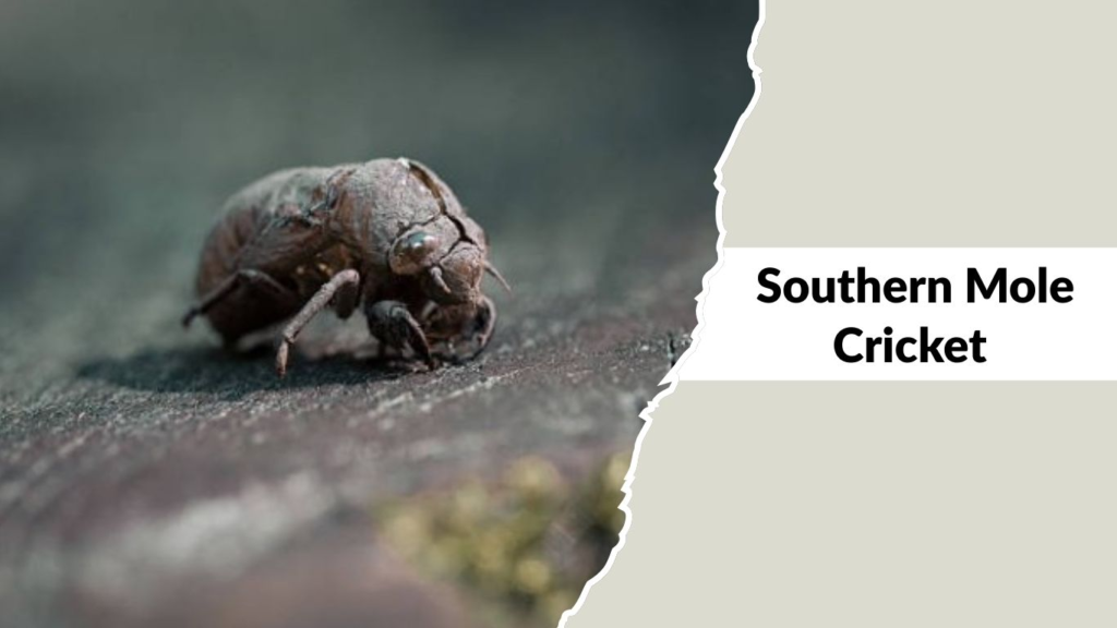 Southern Mole Cricket