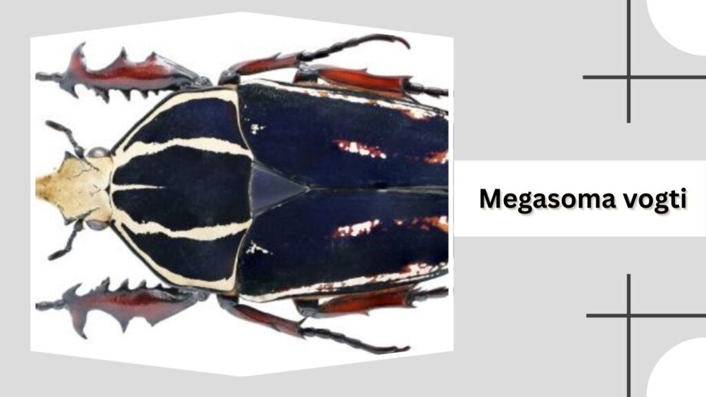 Megasoma vogti