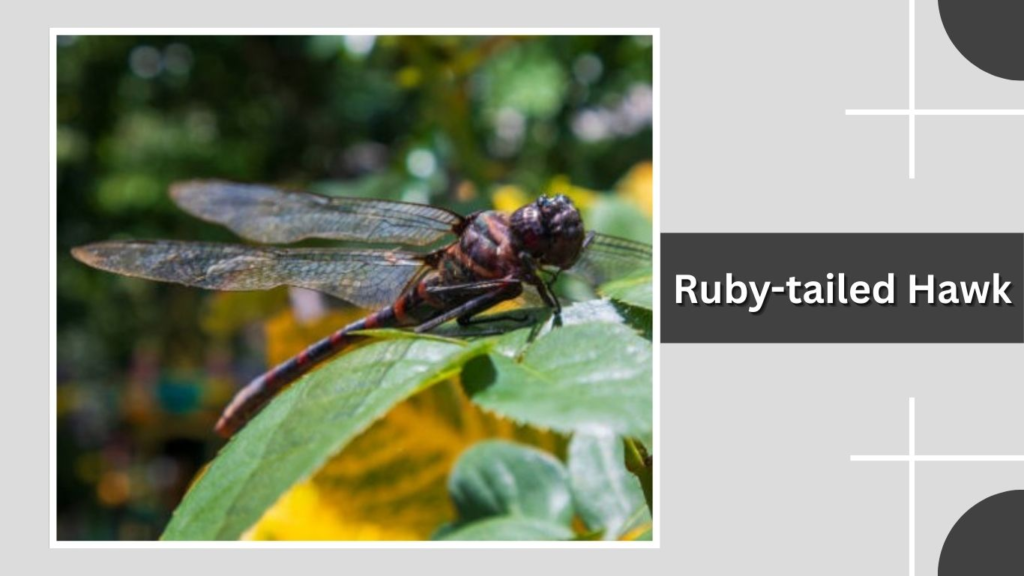 Ruby-tailed Hawk