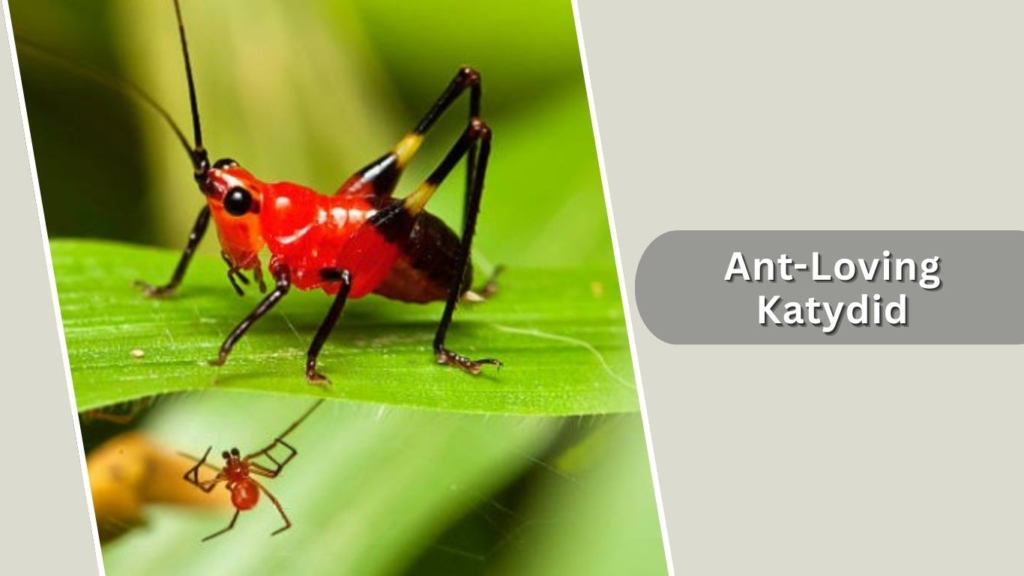 Ant-Loving Katydid