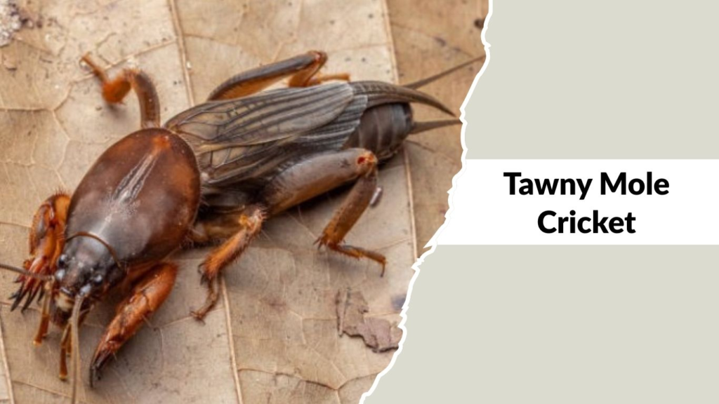 Tawny Mole Cricket