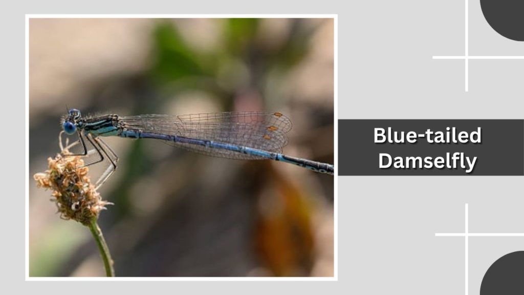 Blue-tailed Damselfly