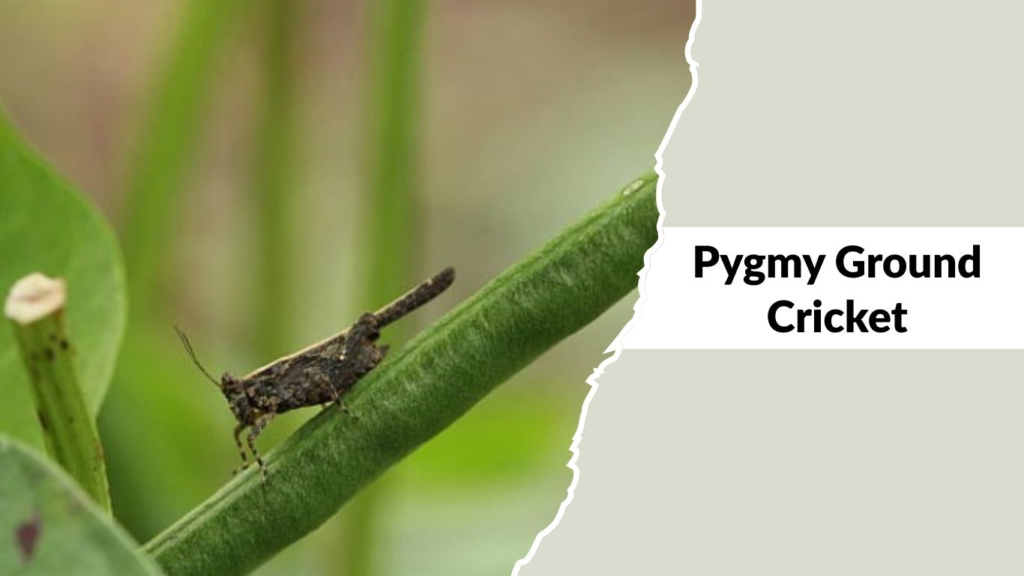 Pygmy Ground Cricket