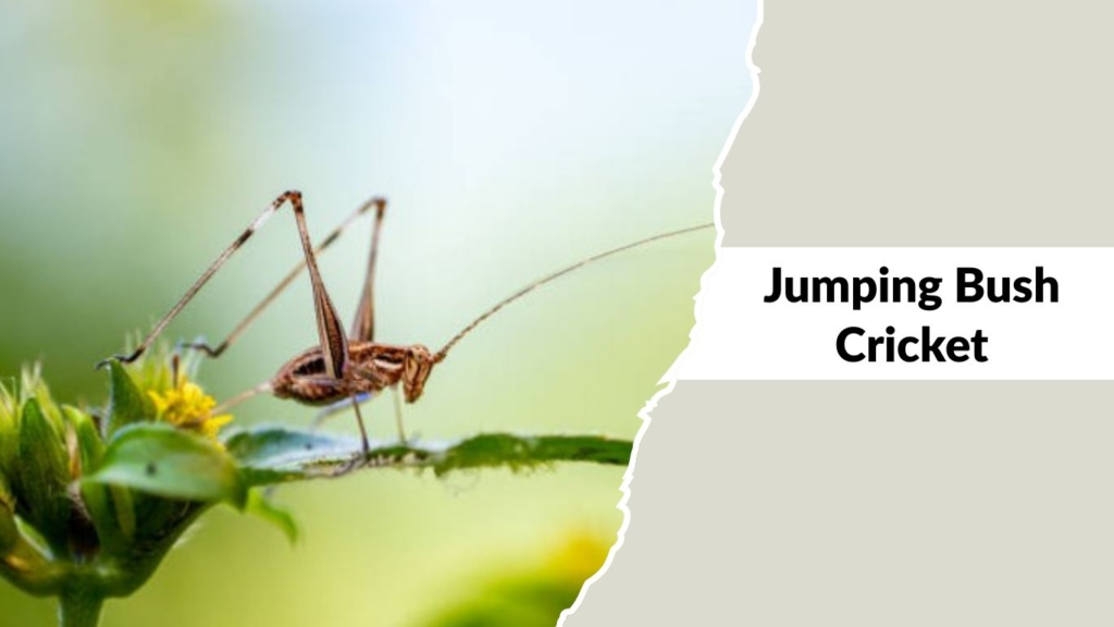 Jumping Bush Cricket 