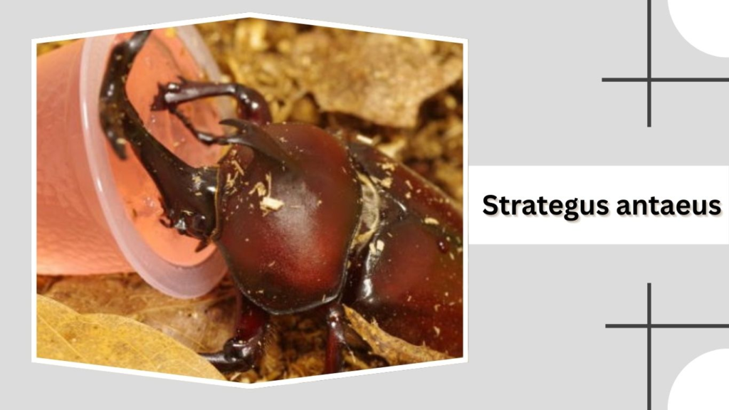 Strategus antaeus