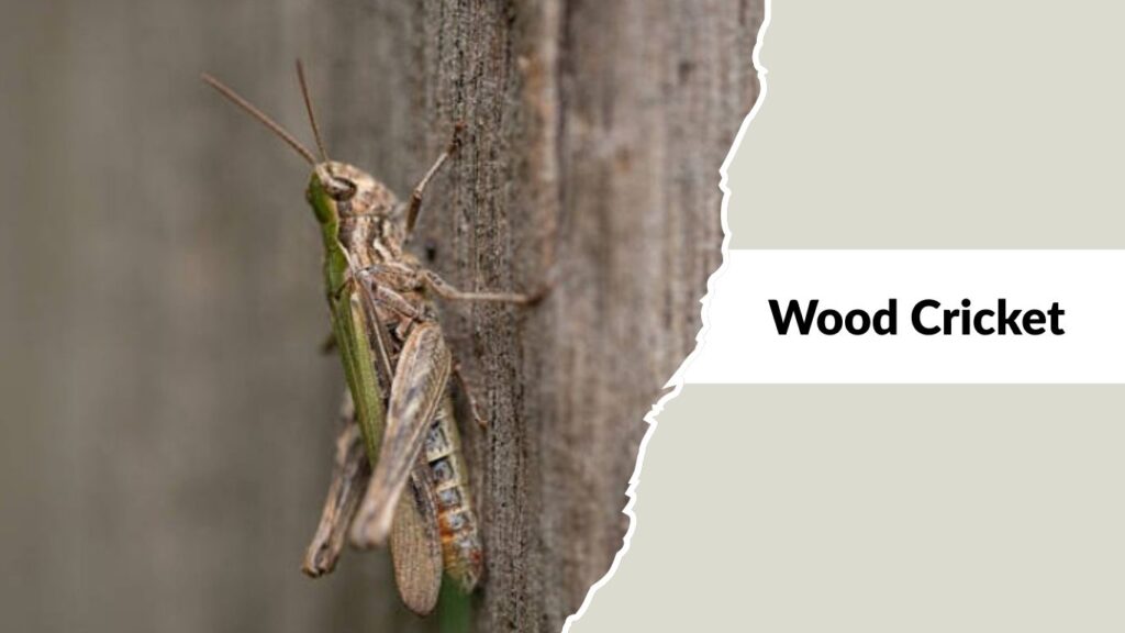 Wood Cricket