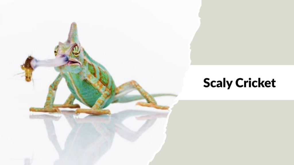 Scaly Cricket