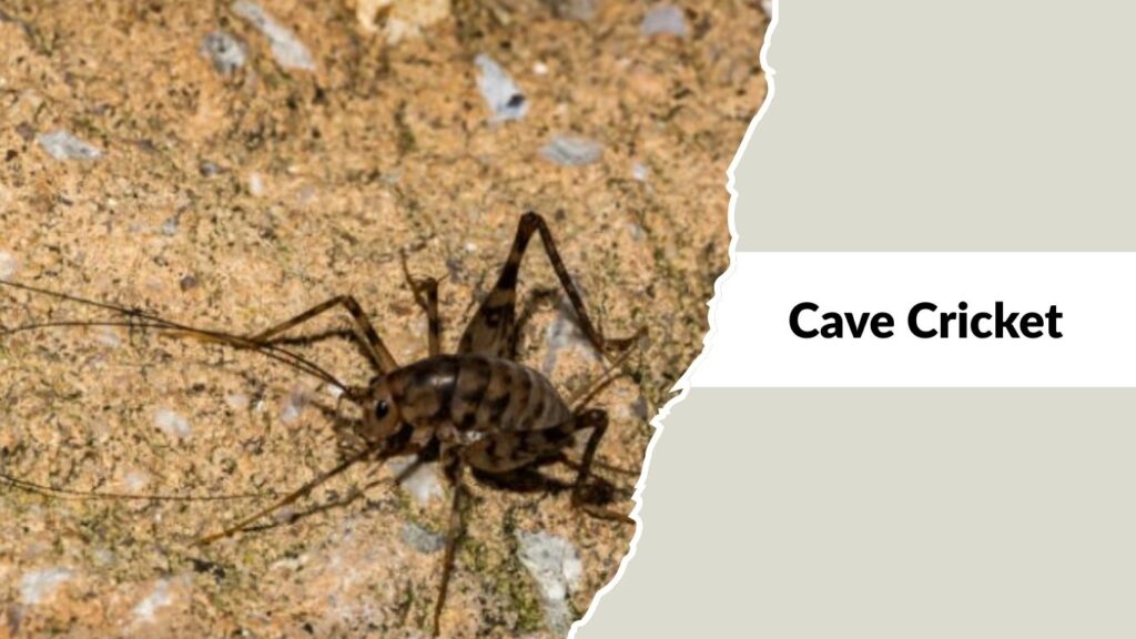 Cave Cricket