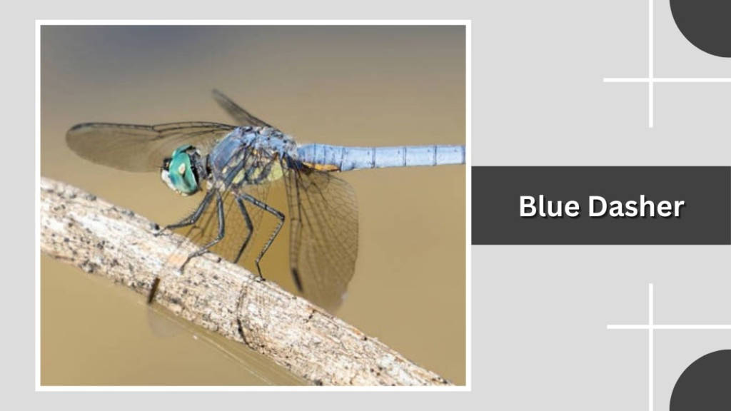 Blue Dasher