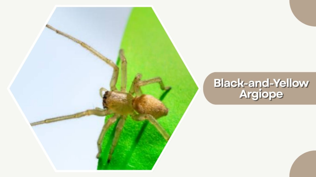 Black-and-Yellow Argiope