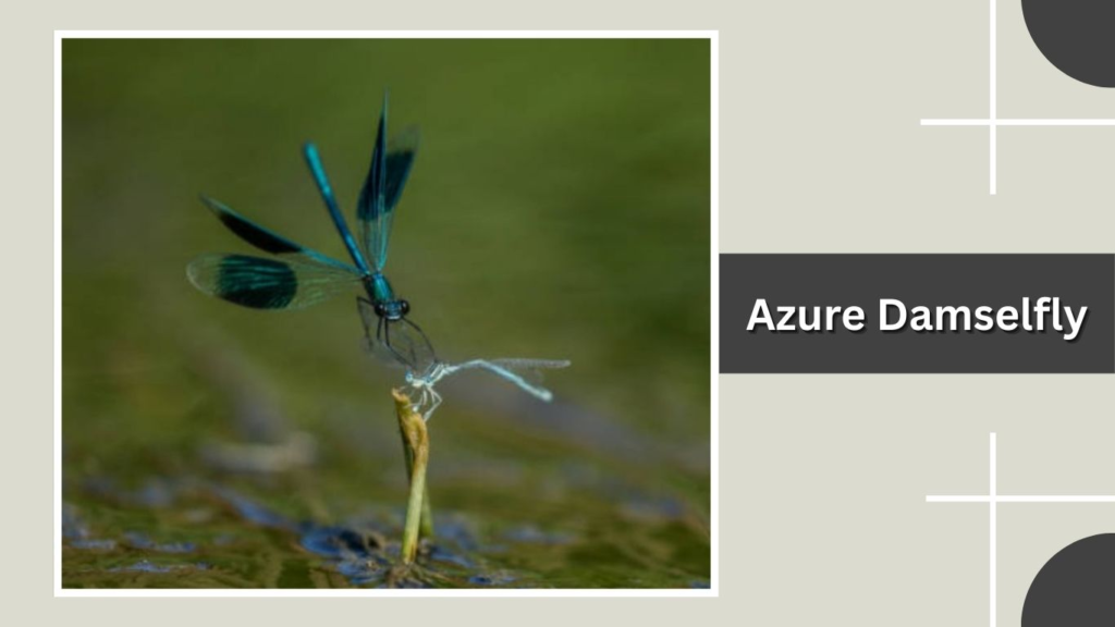 Azure Damselfly