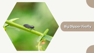 12 Types of Firefly: Species Identification with Pictures