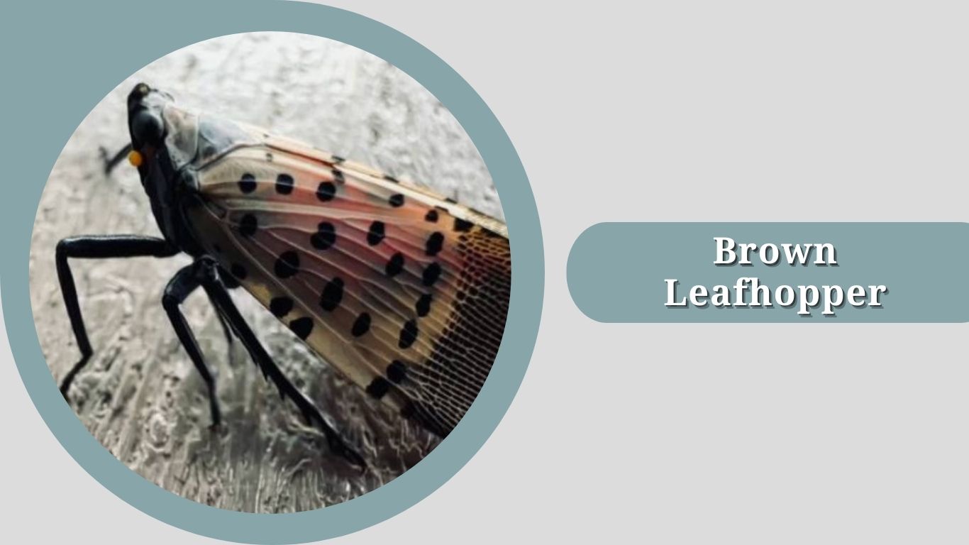 21 Types of Leafhopper: Species Identification with Pictures