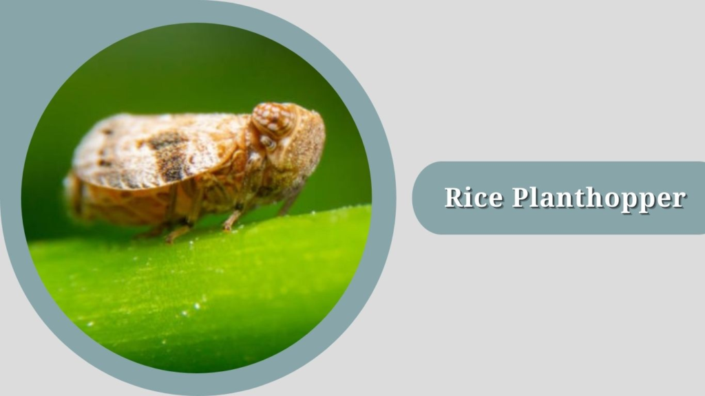 Rice Planthopper