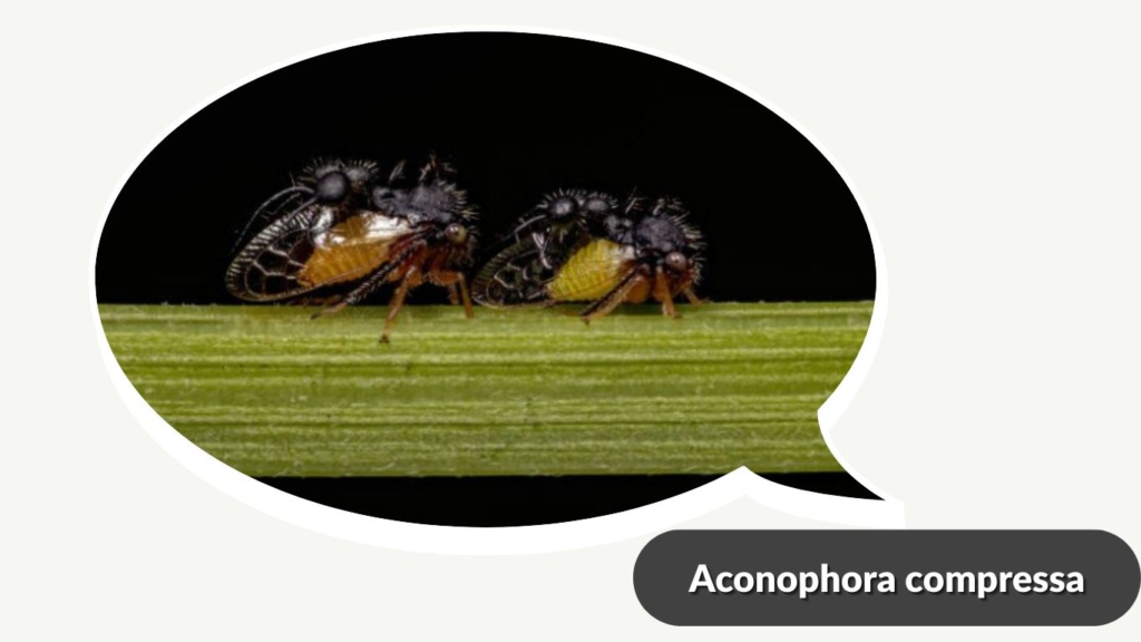 Aconophora compressa