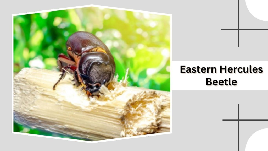 Eastern Hercules Beetle