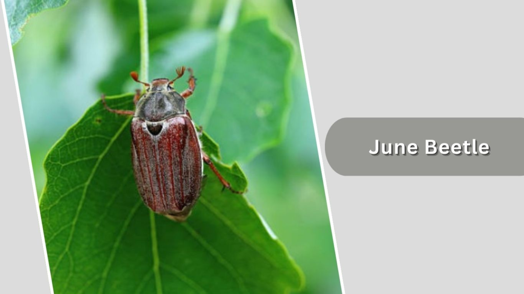 June Beetle