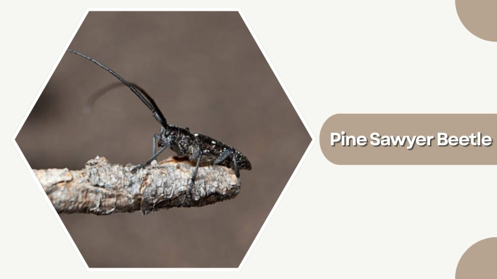 Pine Sawyer Beetle