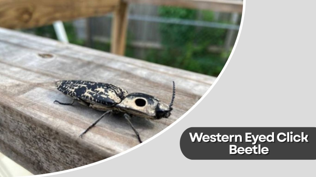 Western Eyed Click Beetle