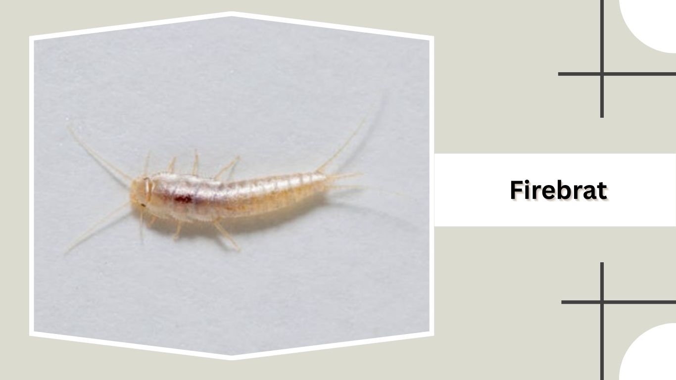17 Common Types of Silverfish Insects: Identification, Larvae, Habitat ...