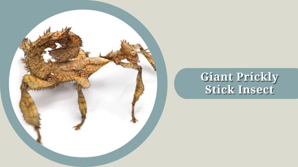 Giant Prickly Stick Insect 
