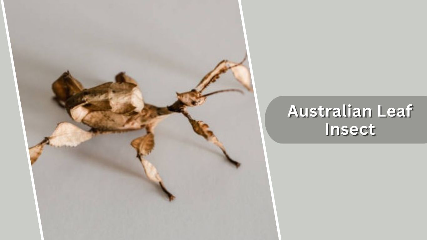 Insect Lef 20 Types of Leaf Insects: Diet, Egg, Habitat, and Life Cycle