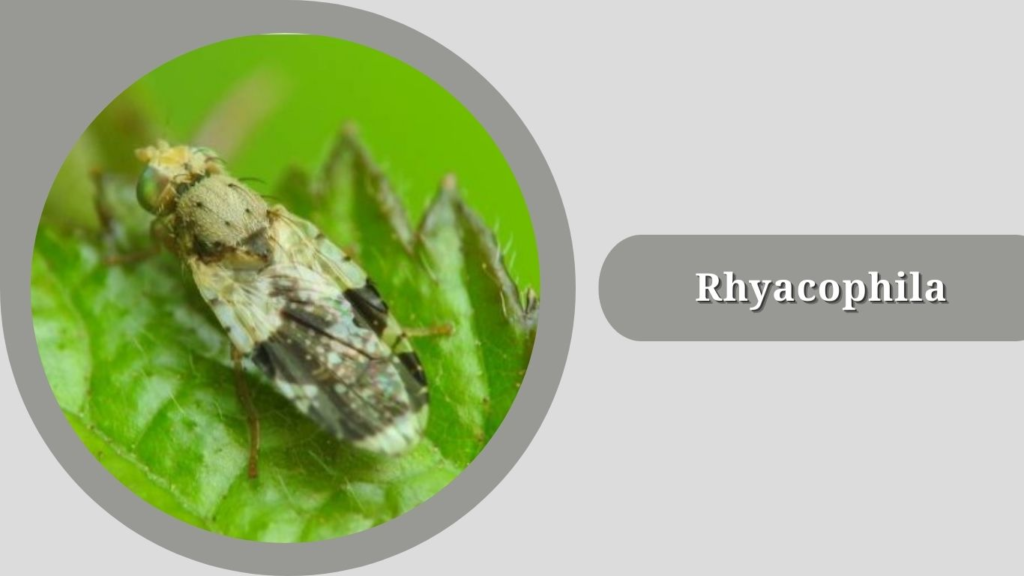Rhyacophila