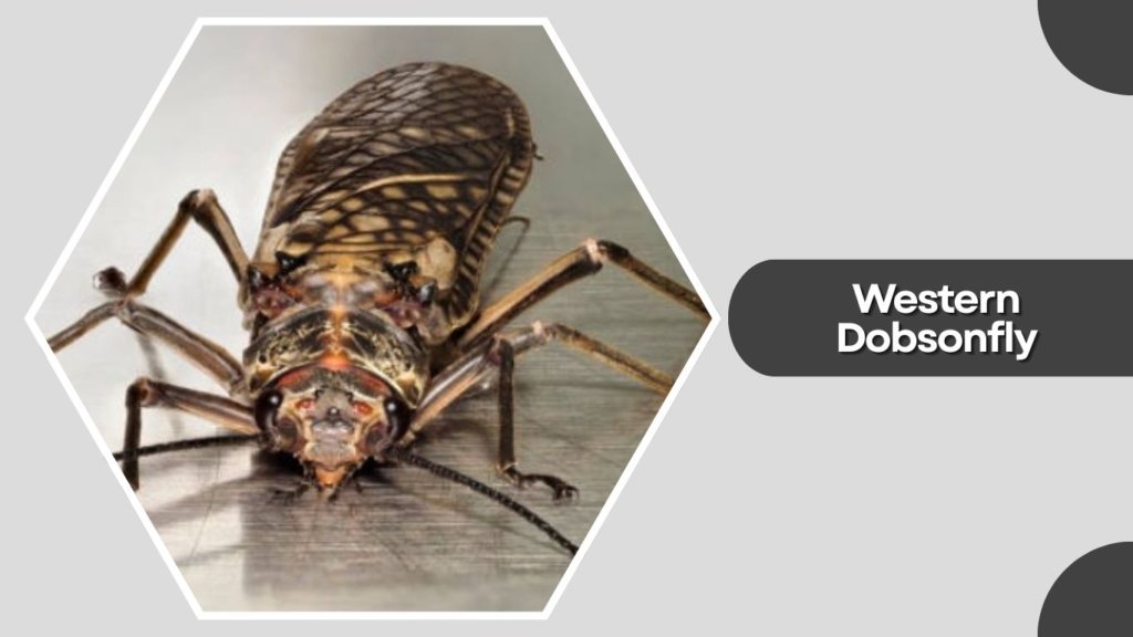 Western Dobsonfly