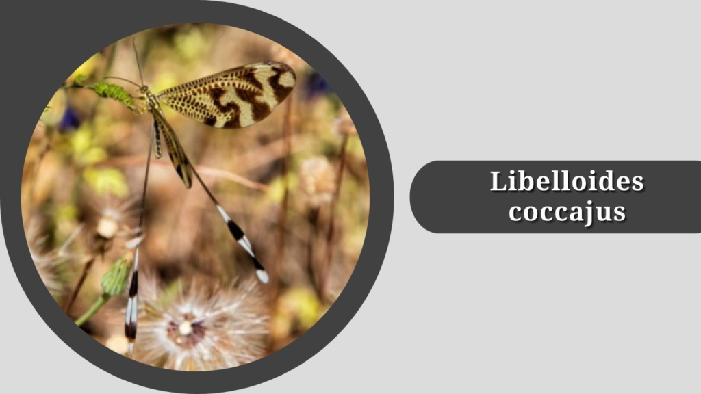 Libelloides coccajus