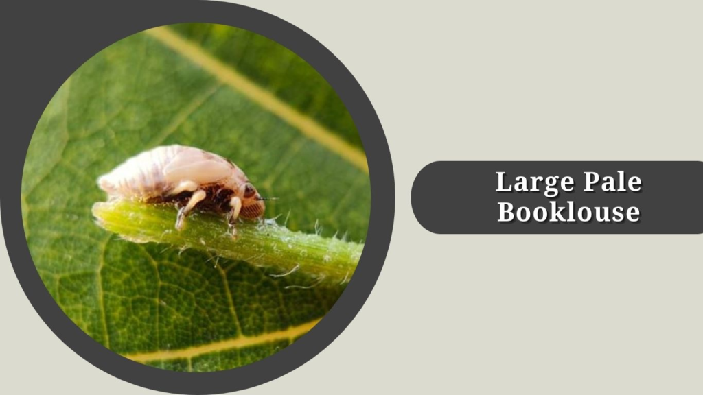 Large Pale Booklouse