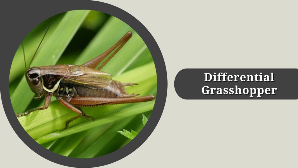 Differential Grasshopper
