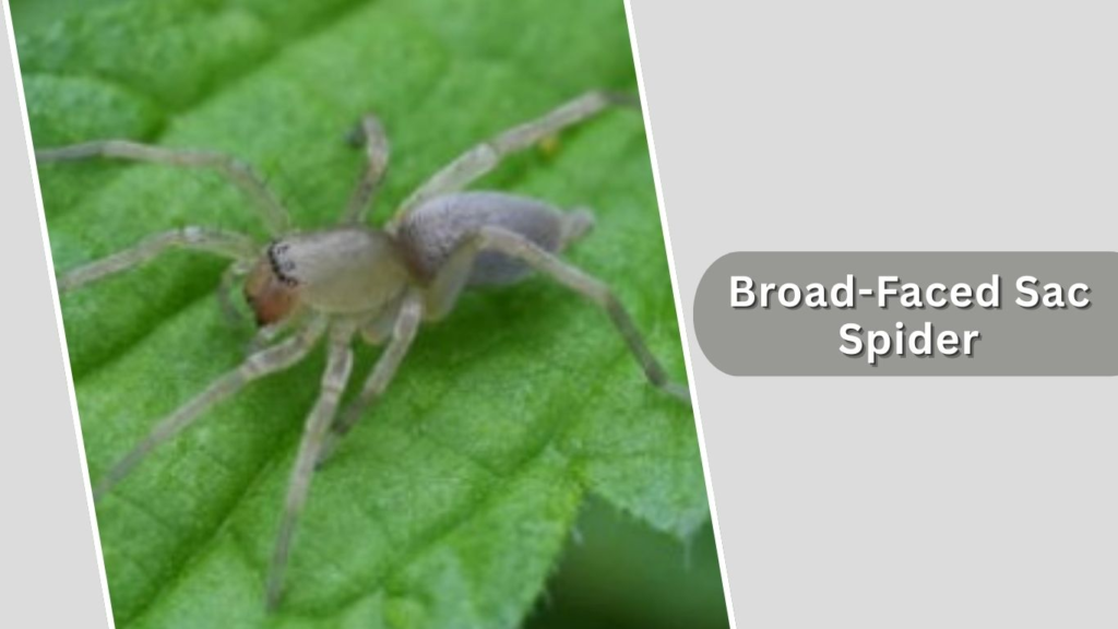 Broad-Faced Sac Spider
