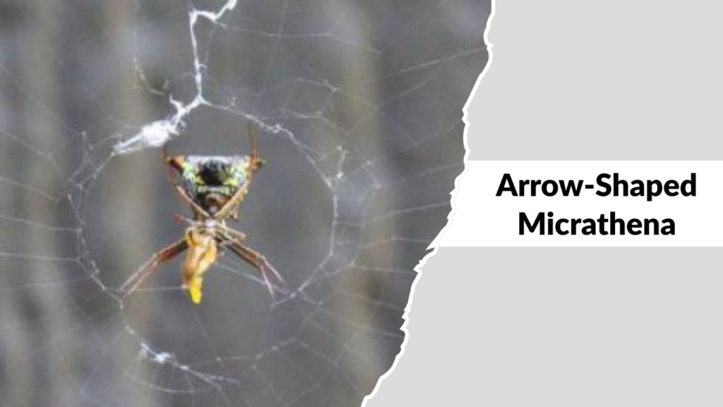 Arrow-Shaped Micrathena