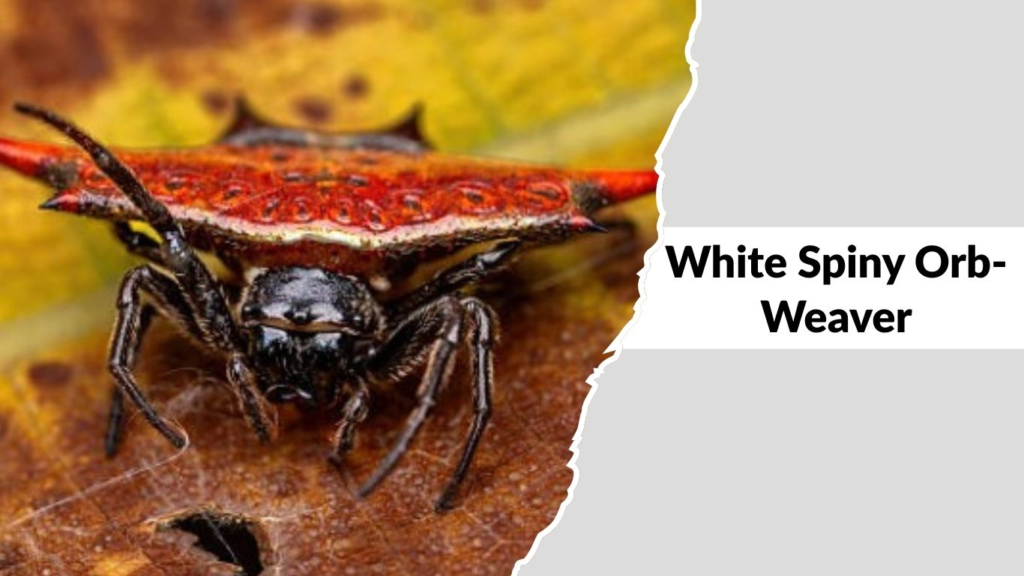 White Spiny Orb-Weaver
