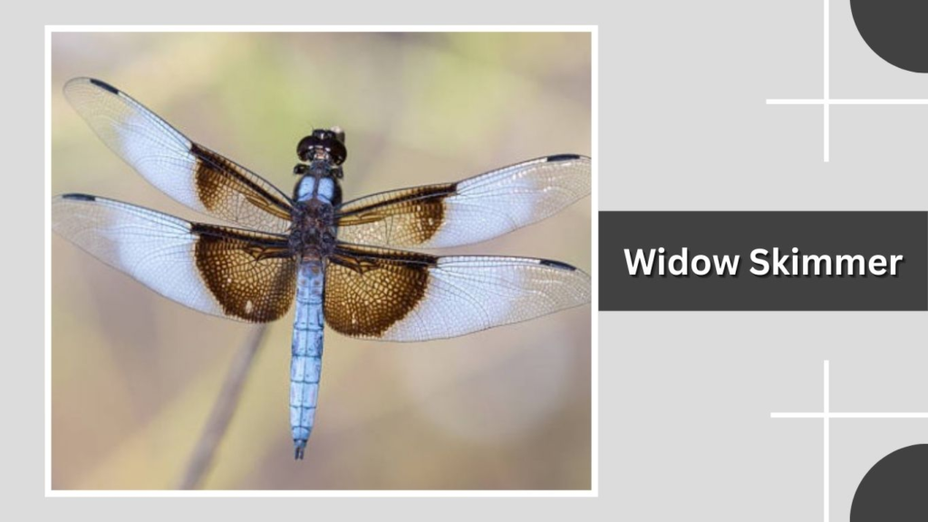 Widow Skimmer