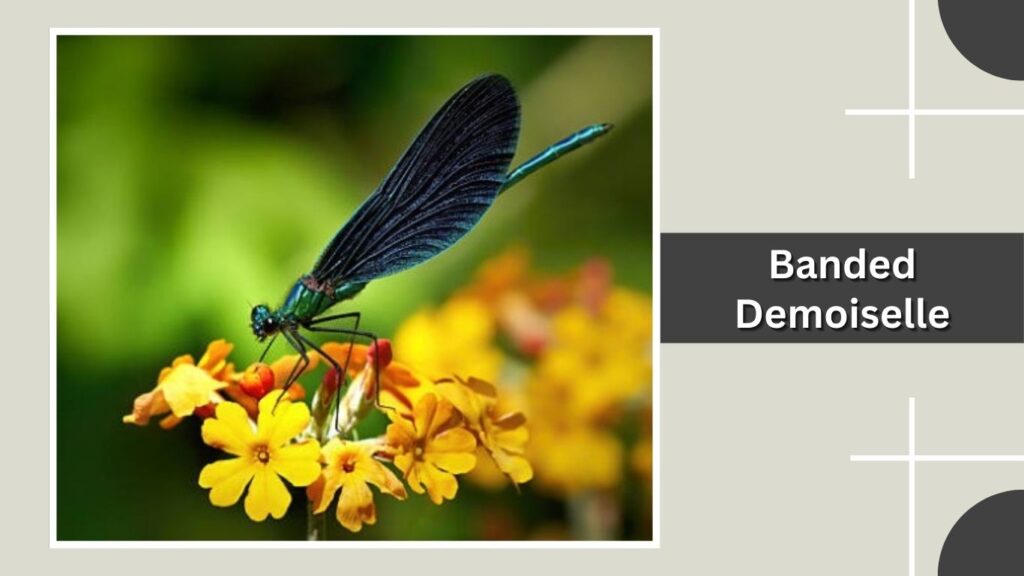 Banded Demoiselle