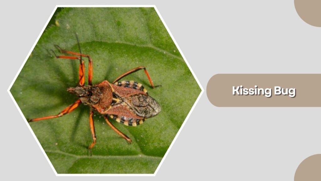 Kissing Bug