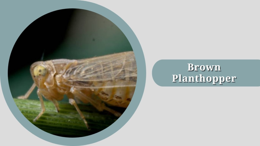 Brown Planthopper
