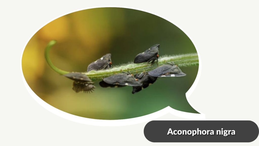 Aconophora nigra