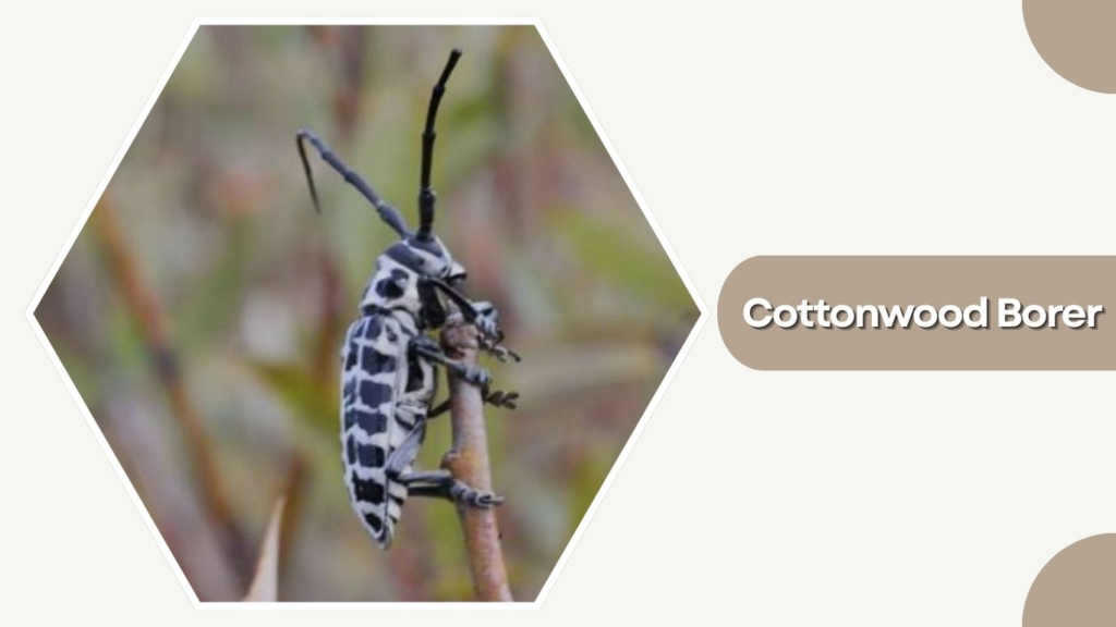 Cottonwood Borer