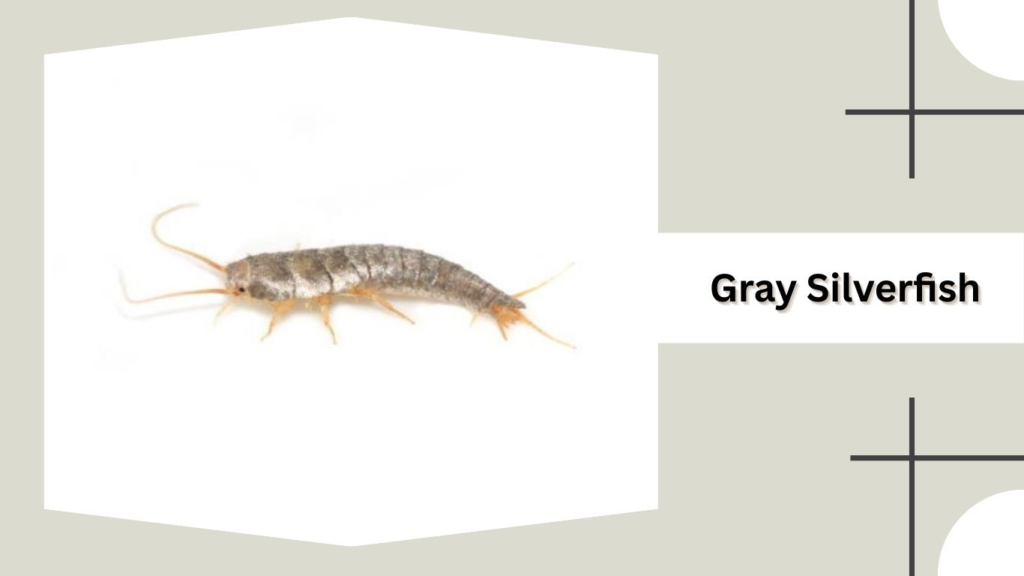 Gray Silverfish
