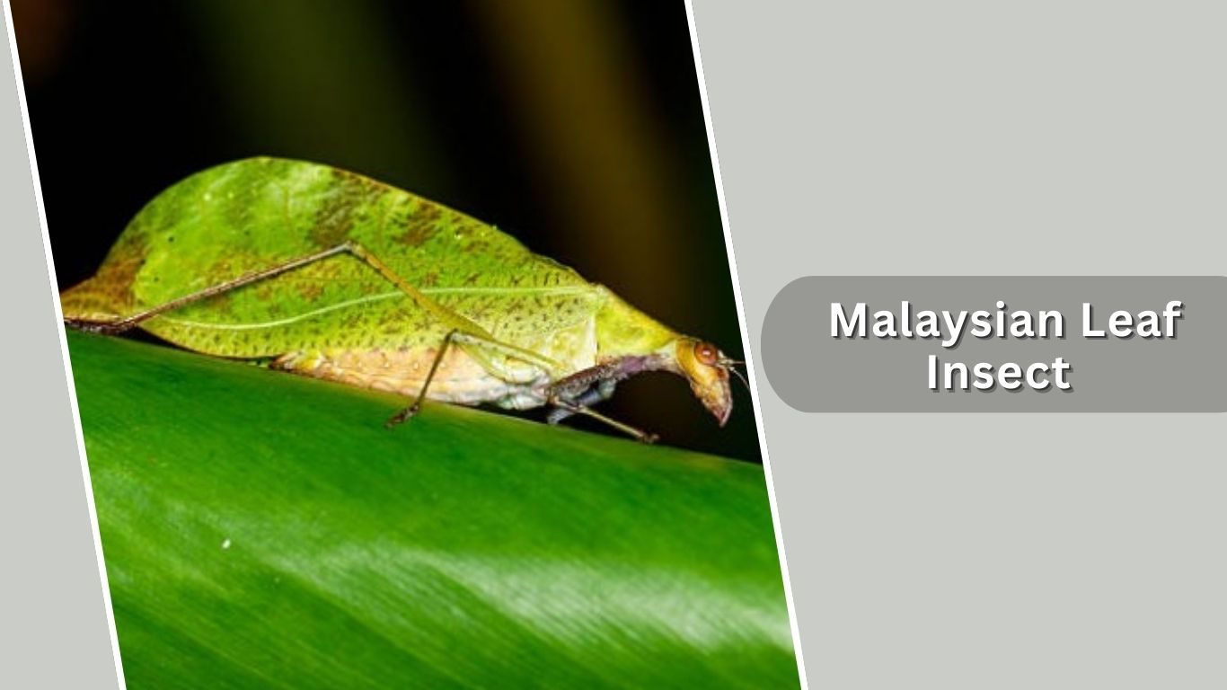 20 Types of Leaf Insects: Diet, Egg, Habitat, and Life Cycle