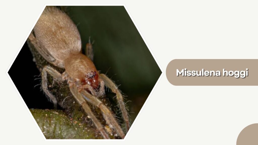 Missulena hoggi